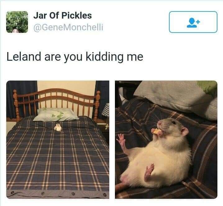 a rat sitting on top of a bed next to an image of a cat eating food