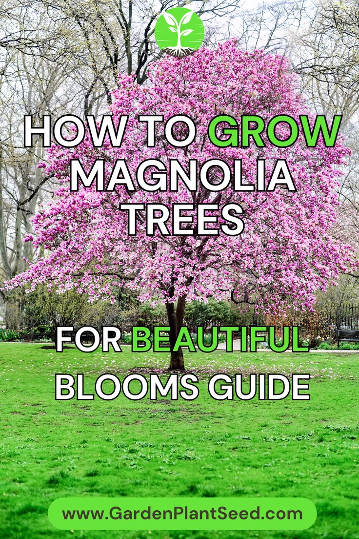 the words how to grow magnoliaia trees for beautiful blooms guide in front of a flowering tree