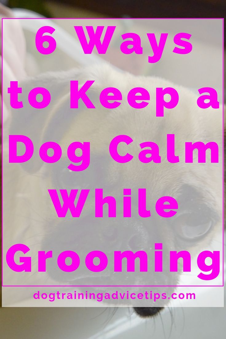 a pug dog with the words 6 ways to keep a dog calm while grooming