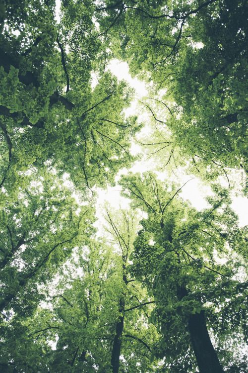 looking up at the tops of tall trees with green leaves and sky in the background