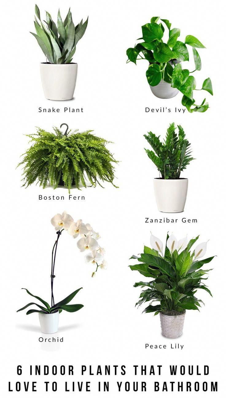 the different types of house plants that you can grow in your bathroom or living room