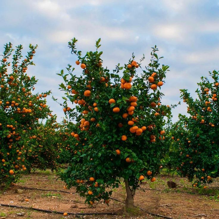 an orange tree with lots of fruit growing on it