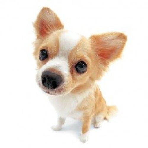 a small brown and white dog sitting on top of a white floor