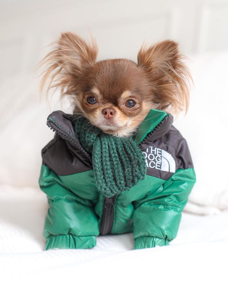 a small dog wearing a green jacket and scarf on top of a white bed covered in blankets