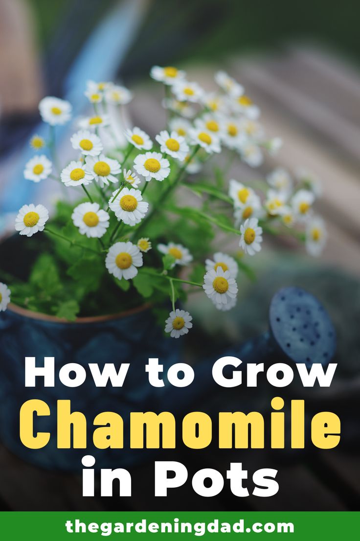 white daisies in a pot with text overlay how to grow chamomile in pots