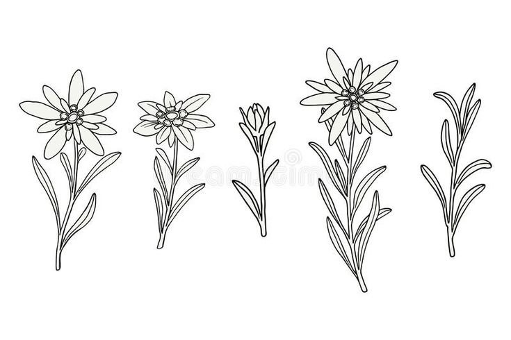 four different types of flowers drawn in black and white ink on a white background royalty illustration