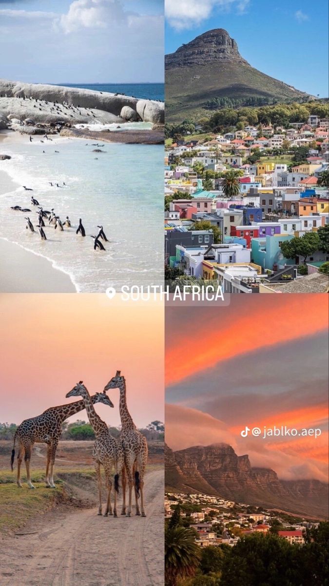 four different pictures with the same image in each one, including giraffes and penguins