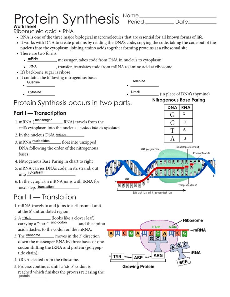 an image of protein diagrams and their functions