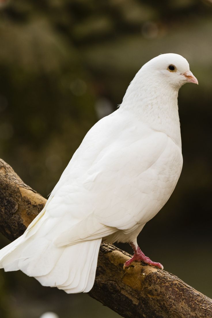 a white bird sitting on top of a tree branch