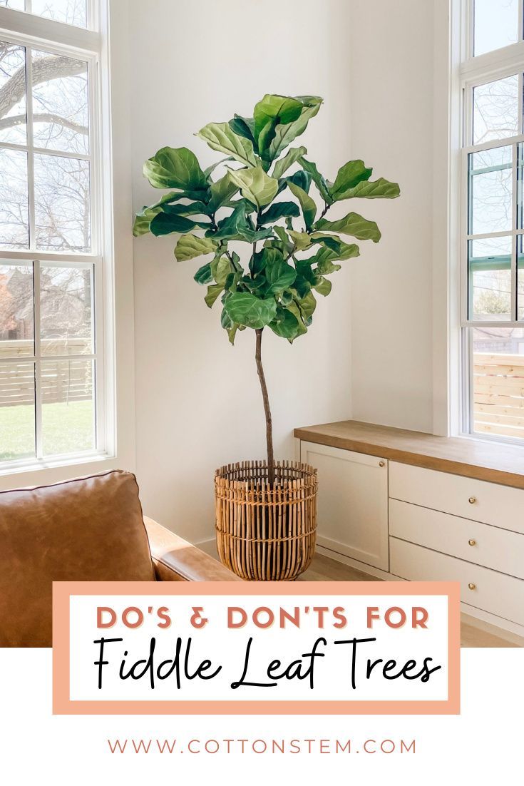 a fiddle leaf tree in a basket with the words do's and don'ts for fiddle leaf trees