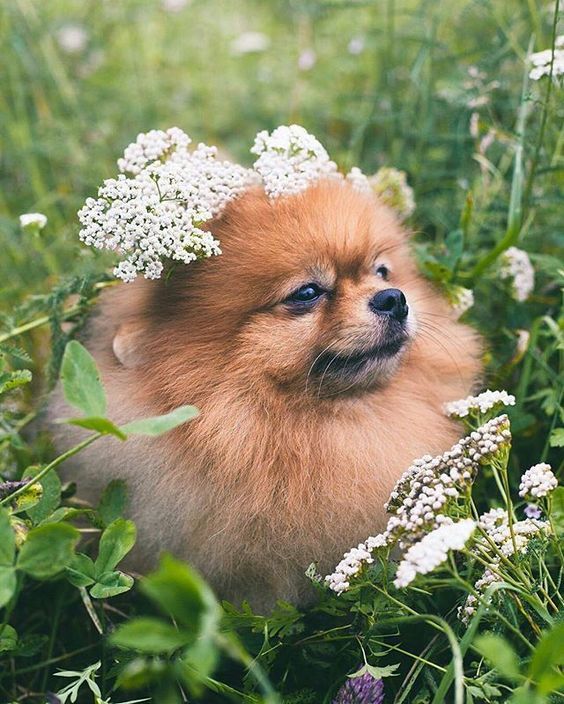 a small brown dog laying in the grass with flowers on its head and eyes closed