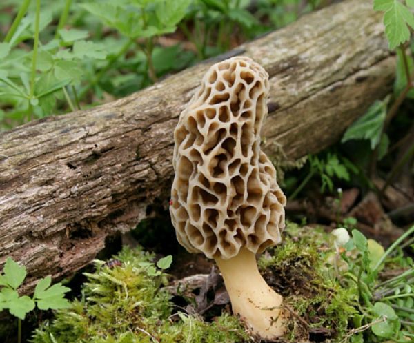 a close up of a mushroom on the ground