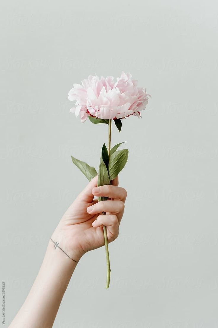 a person holding a pink flower in their hand