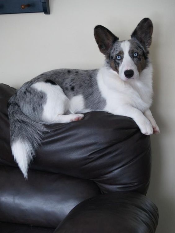 a dog sitting on top of a black leather chair