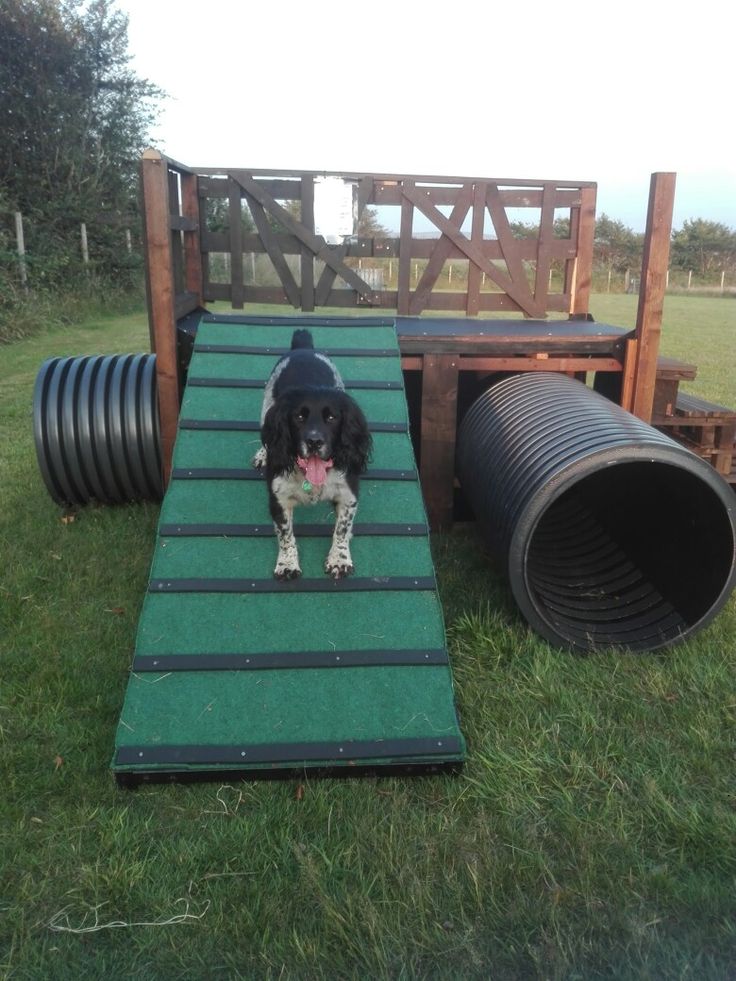 a black and white dog standing on top of a green mat next to large pipes