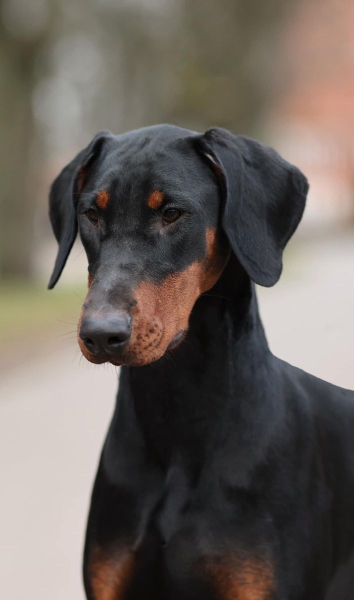 a black and brown dog standing on top of a sidewalk