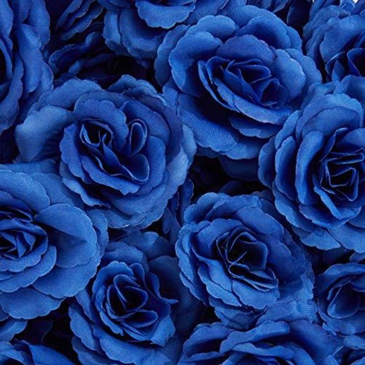 blue flowers are shown in close up view