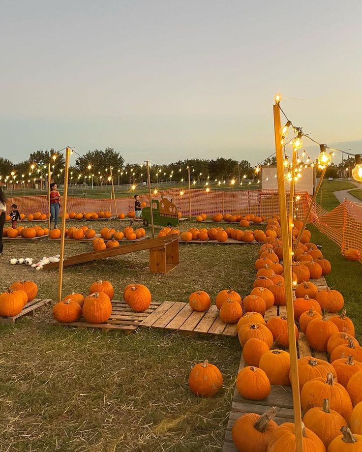 a field full of pumpkins with lights strung from the top and on poles in the middle