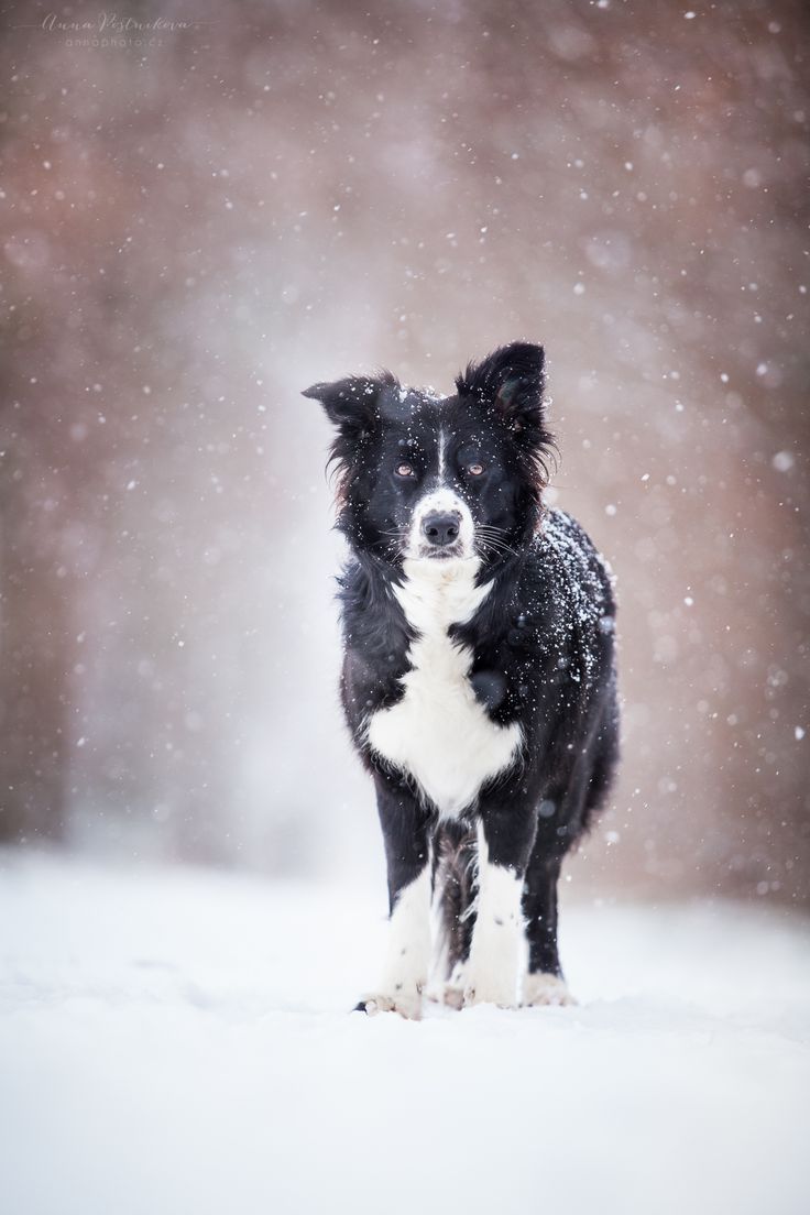 a black and white dog standing in the snow