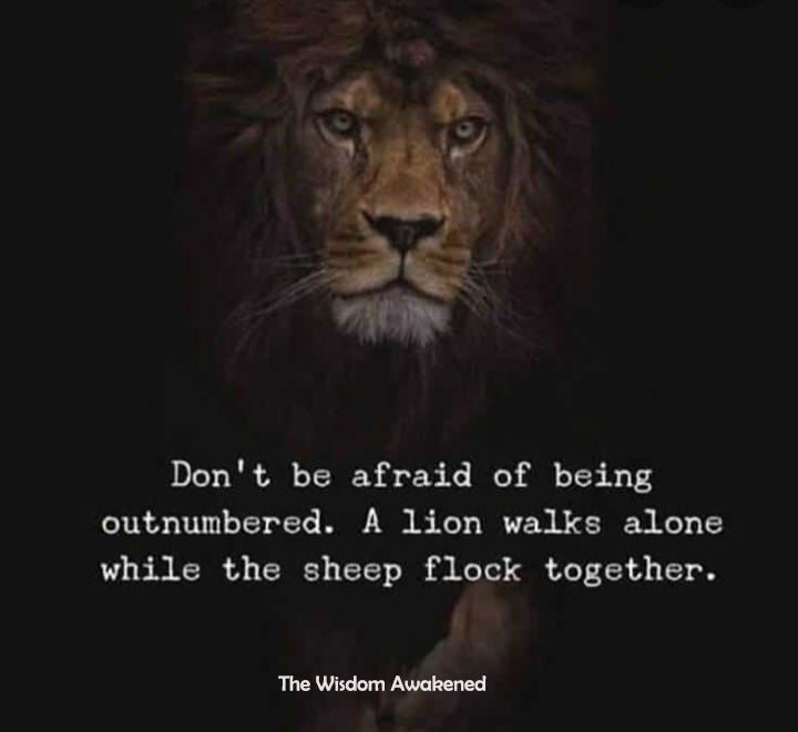 Sheep Quote, Plato Quotes, I Walk Alone, Sayings And Quotes, Great Warriors, Weak Men, Wise One, Walk Alone, Warrior Quotes