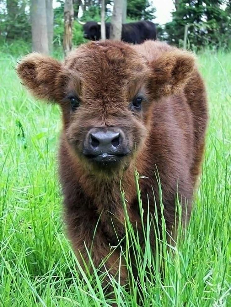 a baby cow is standing in the tall grass