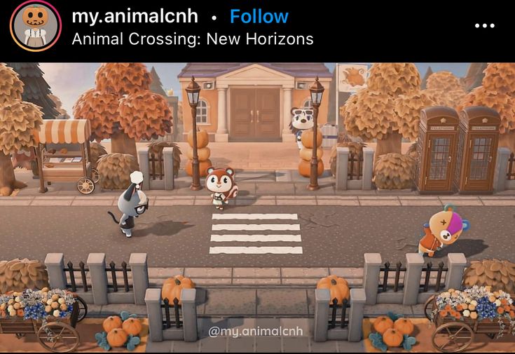 an animal crossing the street in front of a building with lots of pumpkins on it