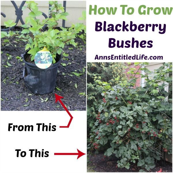 how to grow blackberry bushes from this to this