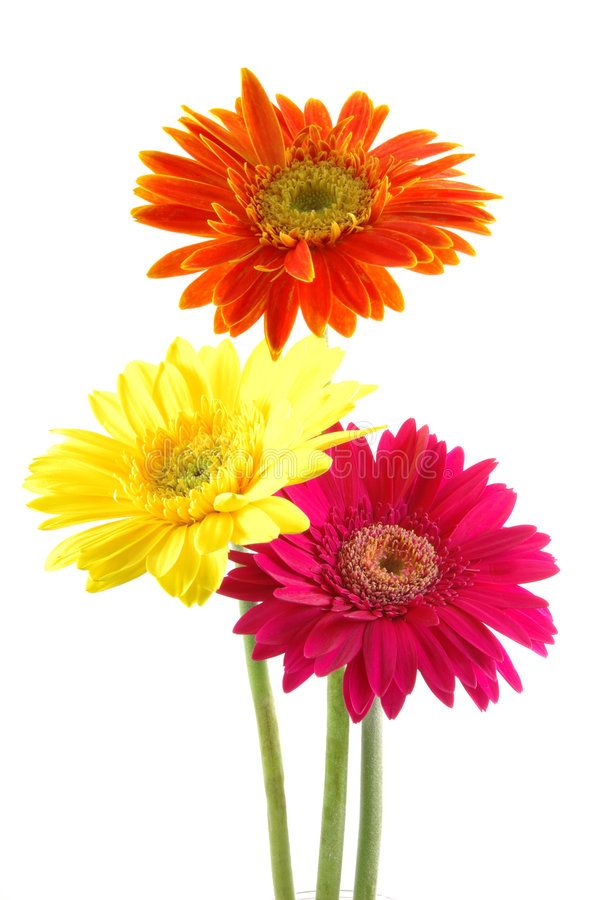 three colorful gerberia flowers on a white background with clipping text below them