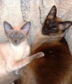 two siamese cats sitting on a couch next to each other with their paws in the air