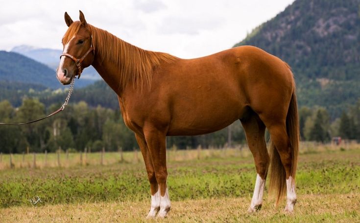 a brown horse standing on top of a lush green field