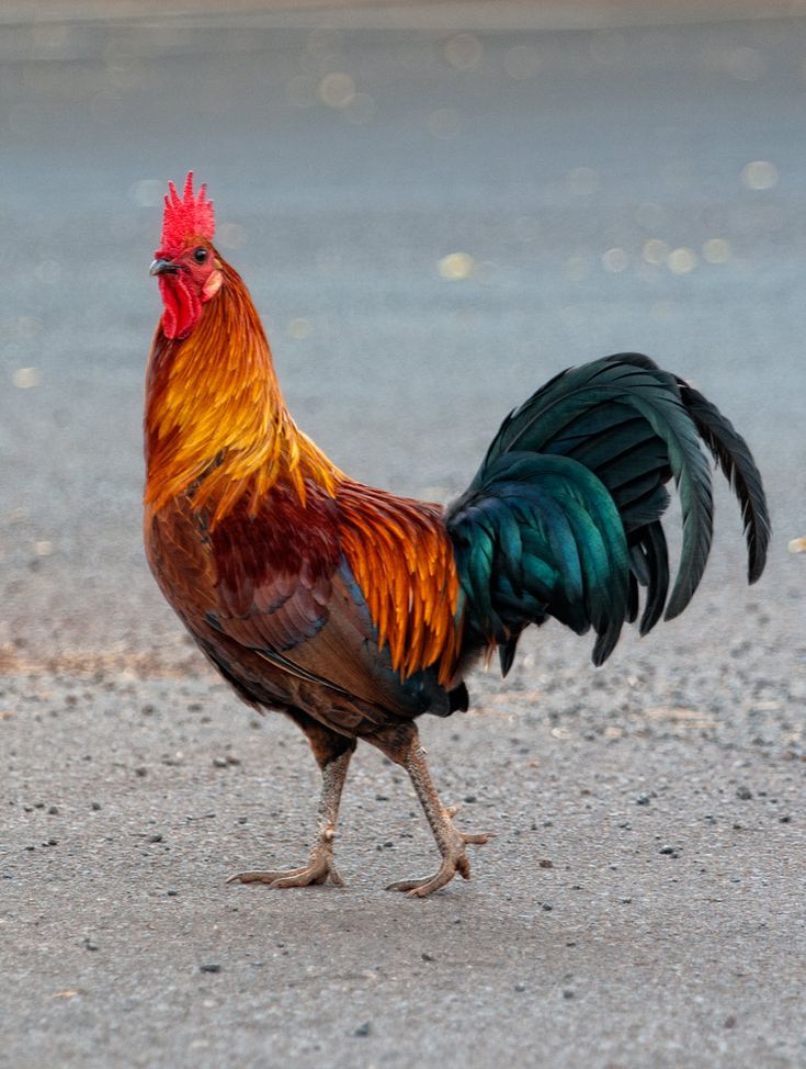 a colorful rooster is walking on the pavement