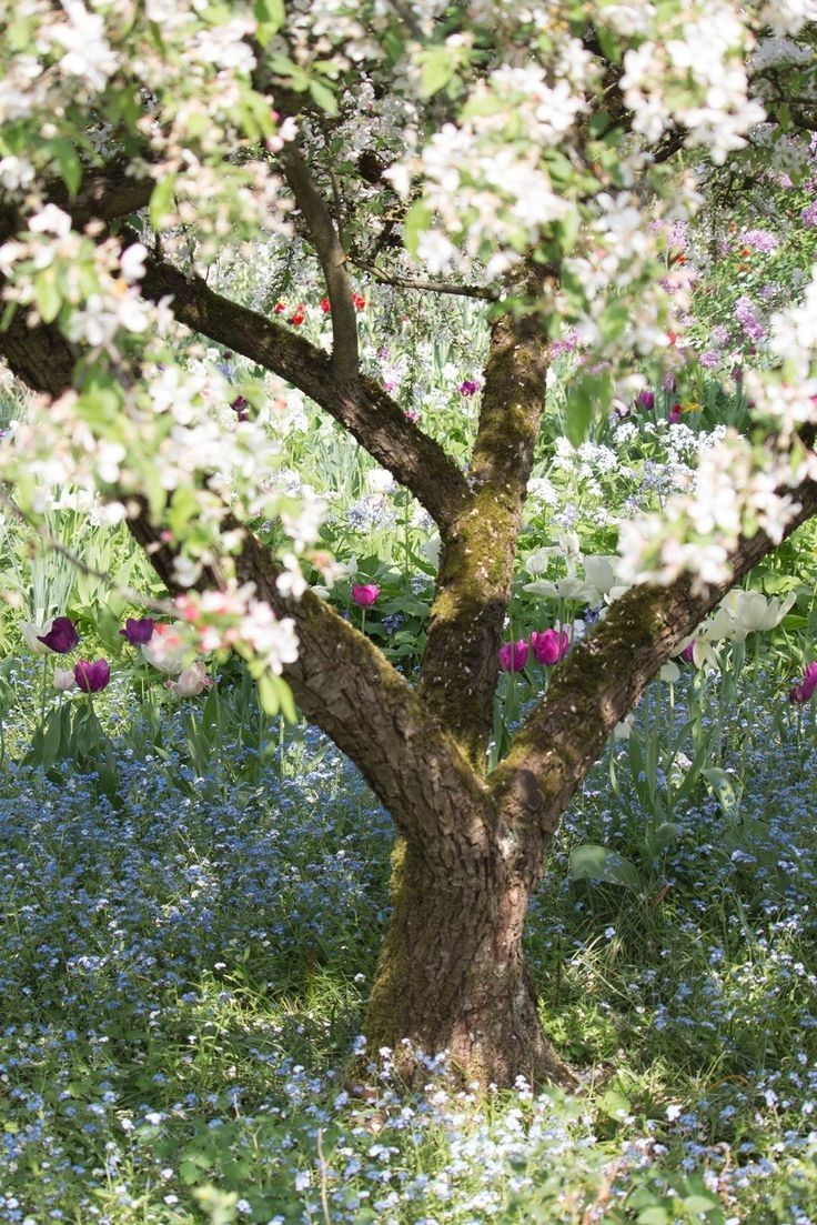 an apple tree surrounded by bluebells and wildflowers