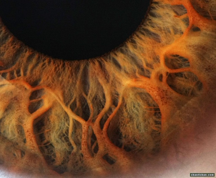 the iris of an eye is shown in this close - up photo, showing its structure