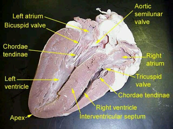 the heart is labeled with labels on it