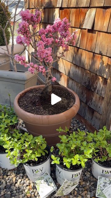 several potted plants with pink flowers in front of a wooden wall and small rocks on the ground