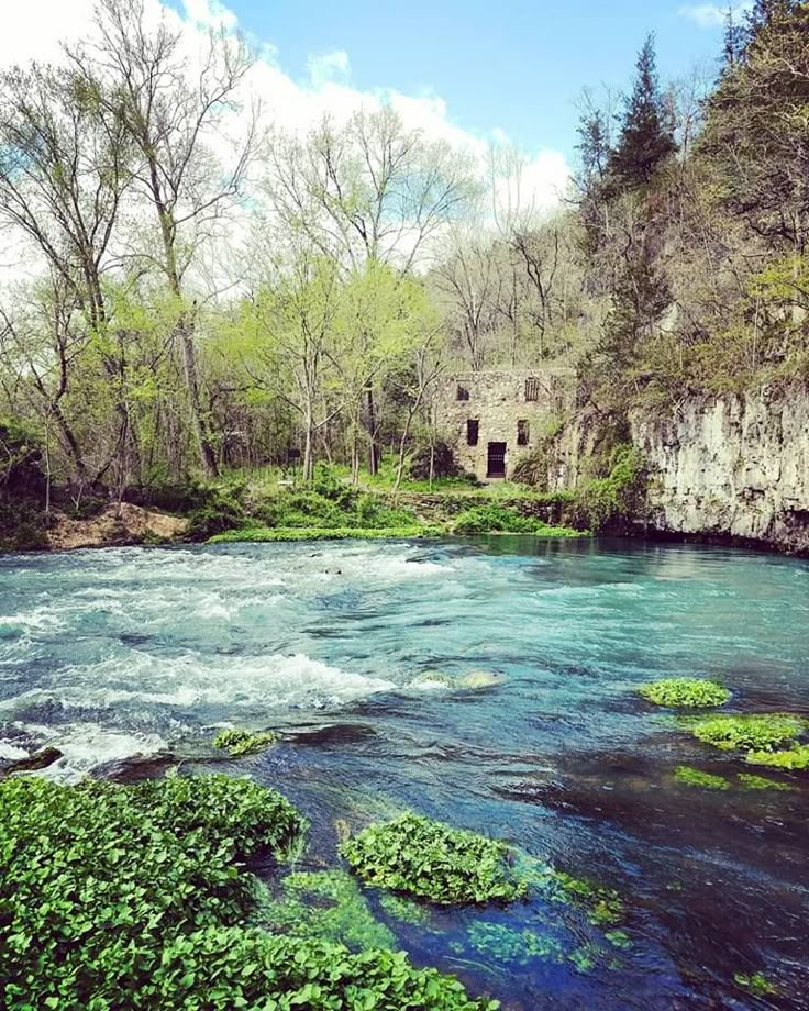 a river running through a forest filled with lots of green plants next to a cliff