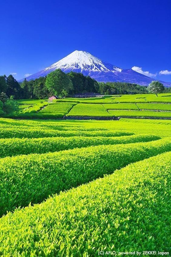 a green field with mountains in the background