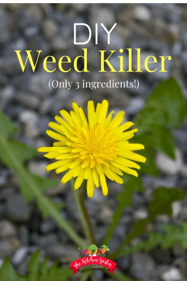 Control pesky weeds with this DIY weed killer. It's only 3 ingredients and takes less than 5 minutes to make, using vinegar, soap, and epsom salt! Natural Natural Plant Fertilizer, Fertilizer For Plants, Edible Landscaping, Diy Gardening, Rock Salt, House Plant Care, Interview Tips, How To Make Diy, Gardening For Beginners