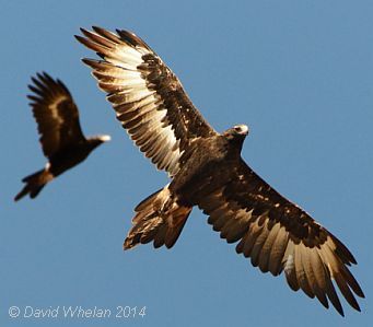 two large birds flying in the sky together