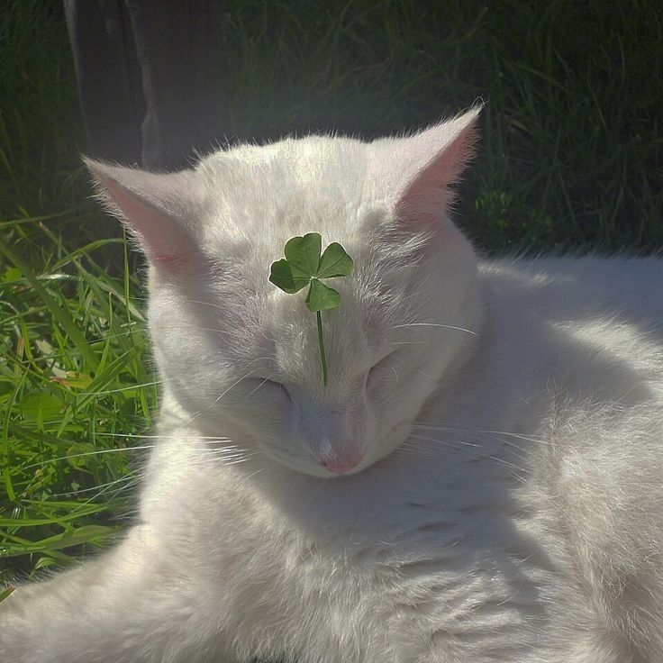 a white cat laying down with a green leaf on it's head and eyes