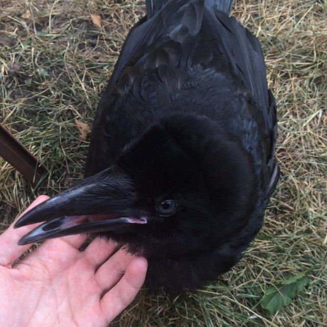 a black bird sitting on top of a grass covered field next to a persons hand