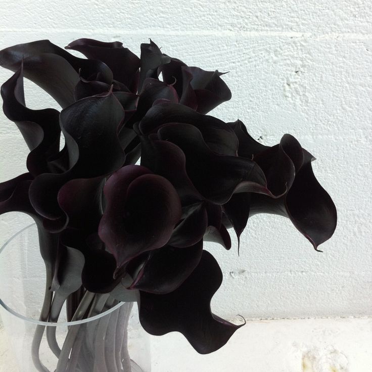 a glass vase filled with black flowers on top of a white countertop next to a wall