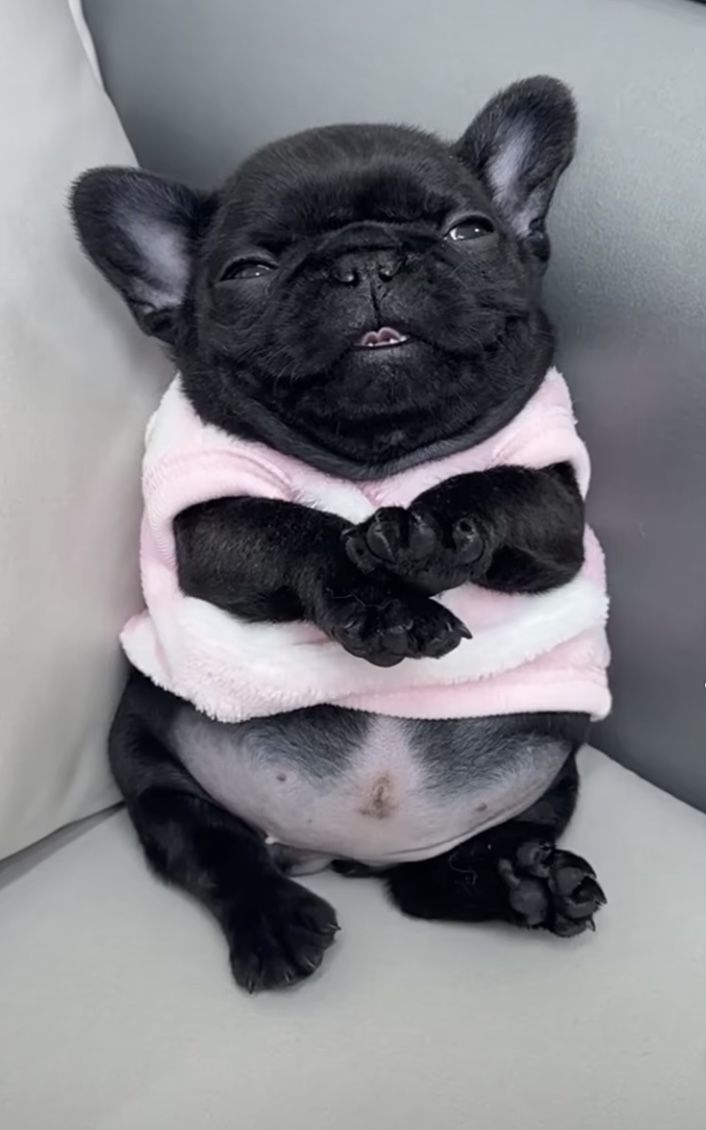 a small black dog sitting on top of a couch wearing a pink blanket and holding its paws in the air