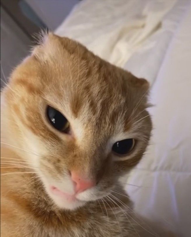 an orange cat sitting on top of a bed next to a white sheet covered pillow