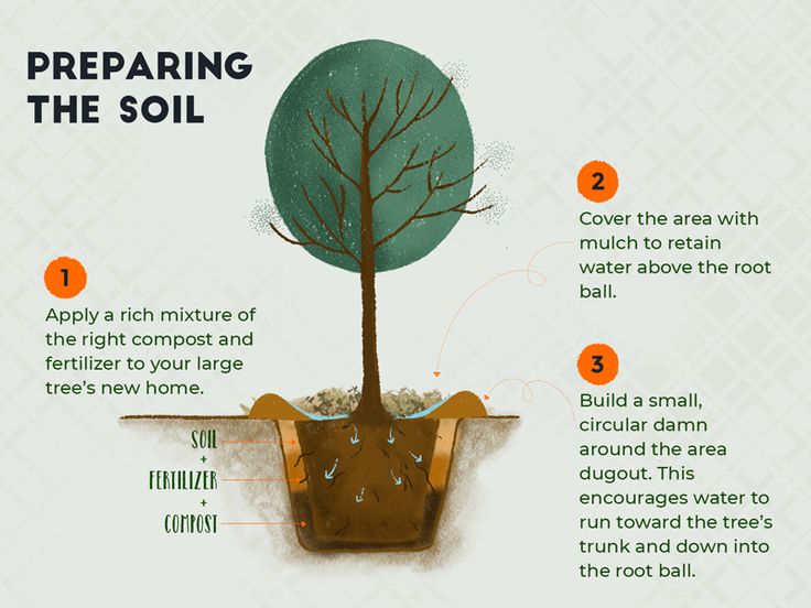 an info graphic explaining how to prepare the soil for planting trees in winter and fall