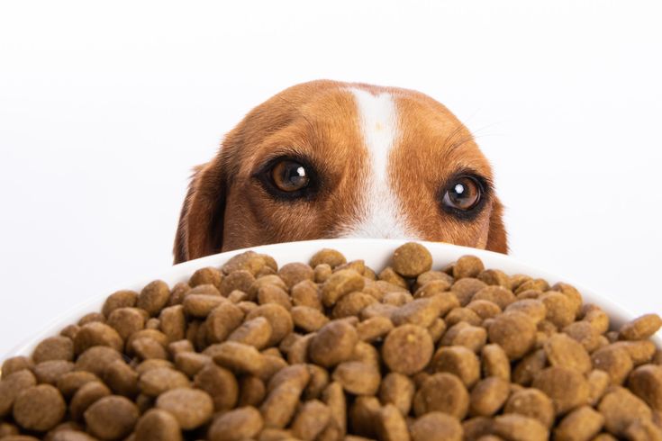 a brown and white dog looking over a bowl of food