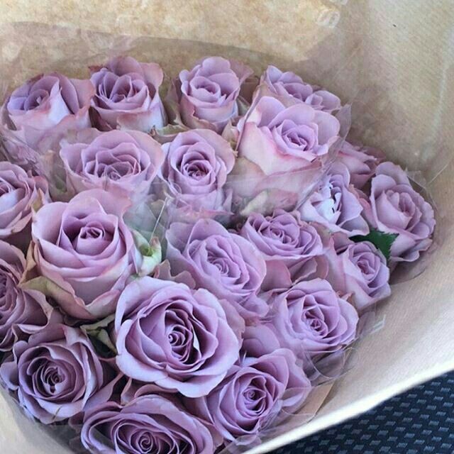 a bouquet of purple roses in a paper wrapper