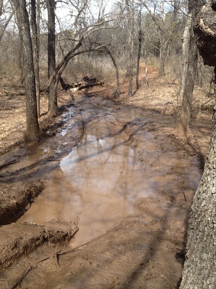 a muddy road in the middle of a forest with trees and mud puddles on it