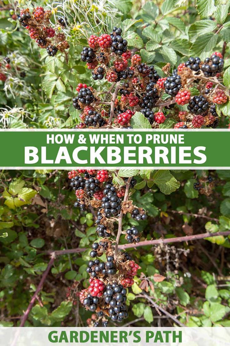 blackberries growing on the bush with text overlay how and when to prune blackberries