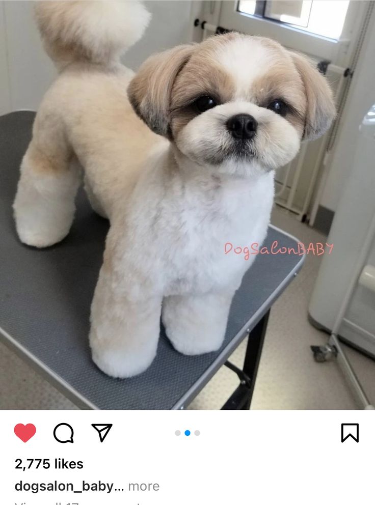 a small white and brown dog sitting on top of a table next to a stuffed animal